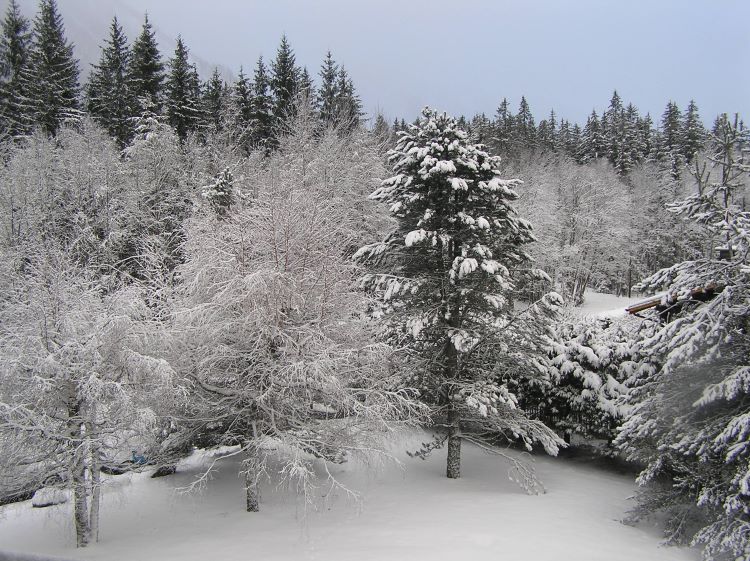 Jardin sous la neige